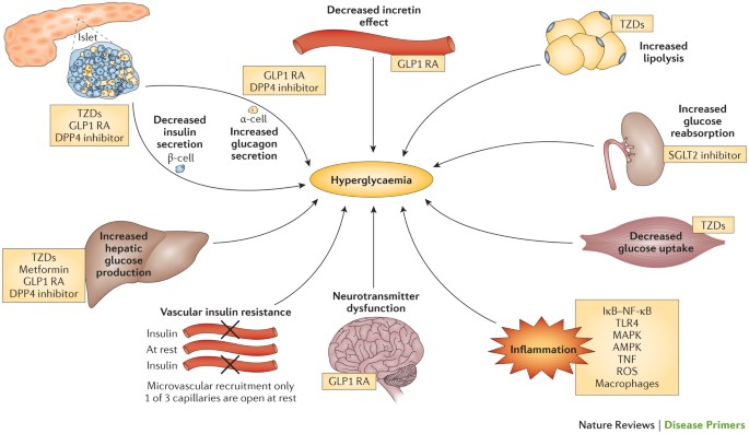 what happens in a diabetic review