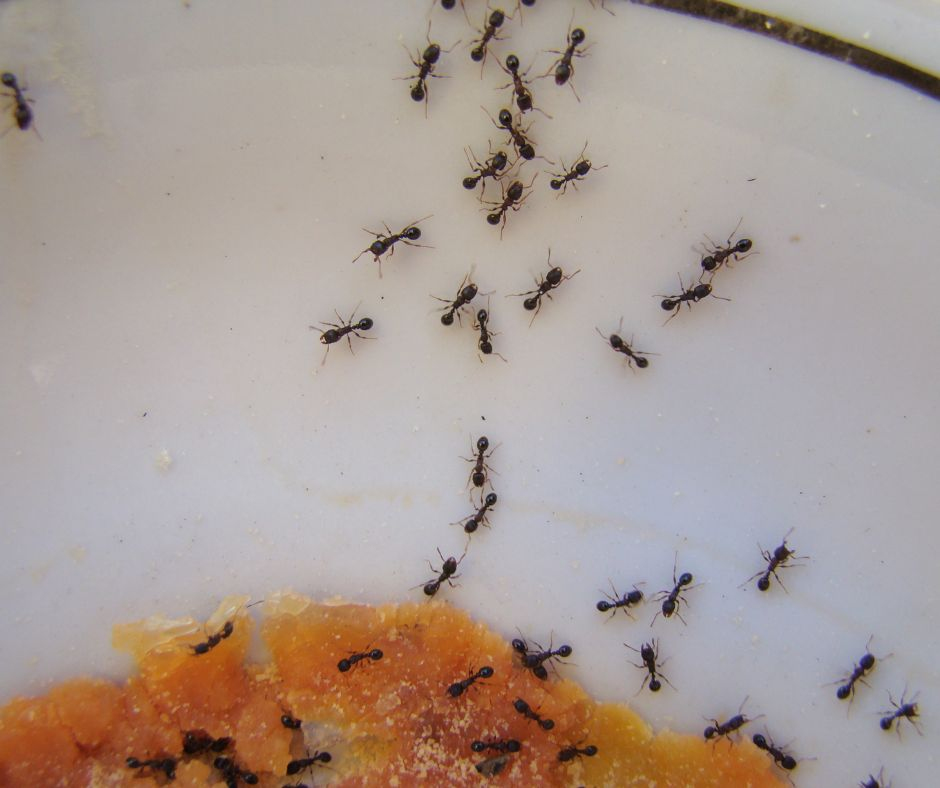 Sugar Ant Exterminator Taylor Creek Fl