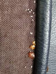 Bed Bugs In Semi Truck – How to Detect and Eliminate Them